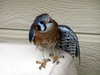 American kestrel