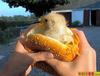 chick burger