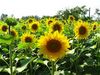 Sunflower field