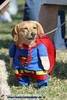 super pooch to the rescue!