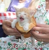 Pet Not Cheezburger!!!