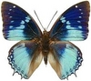 Blue Butterfly