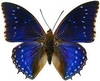 Blue butterfly 3