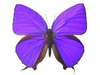 Purple Butterfly