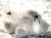 Baby Polar Bear