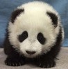 Lil' Panda