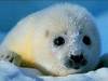 Precious Baby Seal