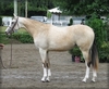 Buckskin Horse