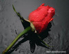 A Rose In The Rain