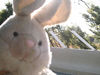 Rabbit - Mon lapin