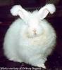 A fluffy little bunny rabbit