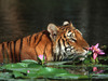 a rose to a beautiful tigress