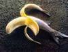 Banana of the Sea
