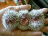 a Handfull of Hedgehogs