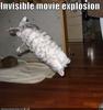 Stunt Kitty...