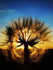 a sunset dandelion