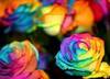 Rainbow Roses