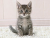 Kitten (Tabby)