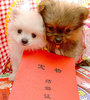 &quot;pet marriage&quot;