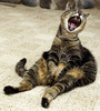hear me roar...
