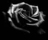 Black Rose II