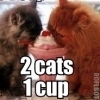 2 Cats 1 Cup