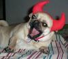 devil dog