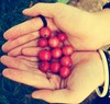 my cherries