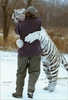 Hug from tiger