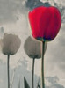 red tulips for you
