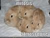 Mitosis