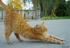 Stretchy Cat