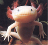 A pet axolotl :3