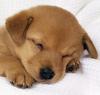sleeping pup whee whee