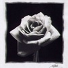 a white rose