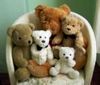 bear bear family for u