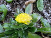 Ice Flower 1