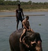 elephant bath..