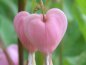 Bleeding Heart