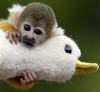 monkey snuggles