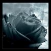 ♡a black rose♡
