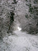 A Walk in the Winter 