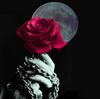 a rose by moonlight