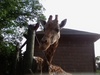 A Giraffe Visit!
