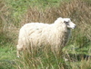 A sheep.