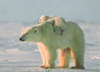 Polar Bear Mama &amp; Beh-Beh