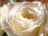 White Rose