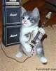 Rockin' cat