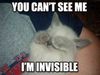 invisible lolcat