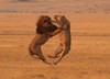 lion fight